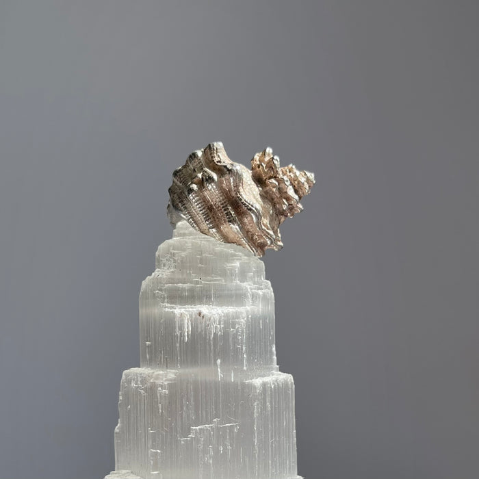 antique ring Shella